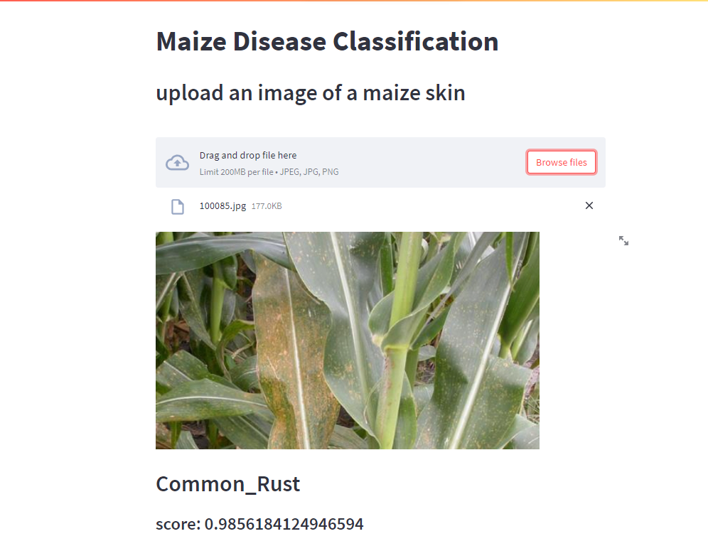 Maize Disease Detection